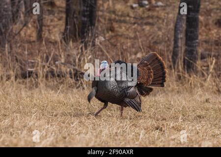 Eastern Wild Turchia in Wisconsin settentrionale. Foto Stock