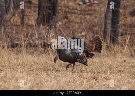 Eastern Wild Turchia in Wisconsin settentrionale. Foto Stock