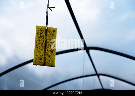 una trappola feromonica installata in una serra per il controllo di erbacce per coltura organica Foto Stock