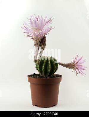 echinopsis eyriesii in vaso con fiore su sfondo bianco Foto Stock