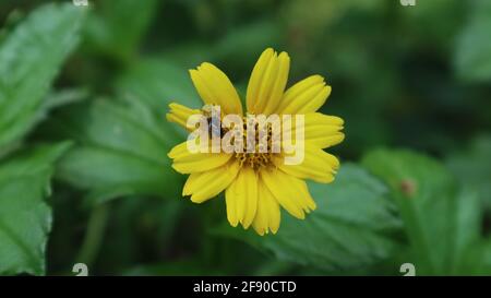 Primo piano di un ragno giallo camouflage in un giallo fiore cattura un pungiglione meno ape Foto Stock