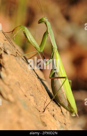 Mantis di preghiera Foto Stock