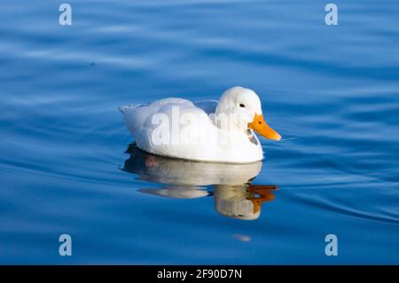anatra bianca al lago di Candia Foto Stock