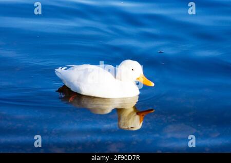 anatra bianca al lago di Candia Foto Stock
