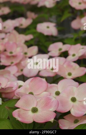 L'albero di Dogwood fiorisce alla luce del sole Foto Stock