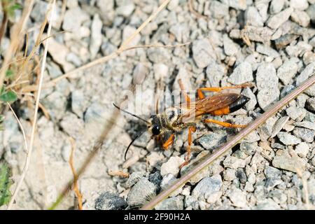 Vista dall'alto di un grande Digger Wasp d'oro su ghiaia Foto Stock