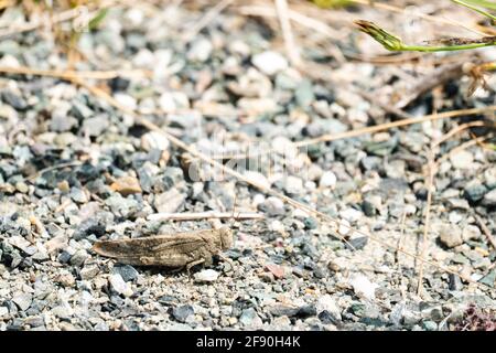 Ampia vista di un cavallino Carolina Locust sulla ghiaia Foto Stock