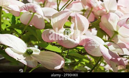 L'albero di Dogwood fiorisce alla luce del sole Foto Stock