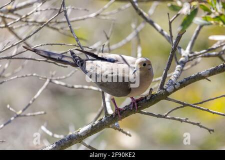 Mourning colomba adulta che perching su un ramo di albero. Santa Clara County, California, Stati Uniti. Foto Stock