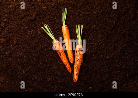 Carota fresca matura su fondo nero Foto Stock