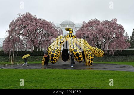 New York, Stati Uniti. 15 Aprile 2021. Una panoramica della "zucca danzante" dell'artista giapponese Yayoi Kumsa, parte della sua mostra ‘Cosmic Nature' presso il Giardino Botanico di New York nel quartiere Bronx di New York City, il 15 aprile 2021. La mostra "Cosmic Nature" dell'artista giapponese contemporaneo Yayoi Kusama ha selezionato opere esposte sia all'aperto che all'interno dei giardini botanici di New York, dove i visitatori devono acquistare biglietti a tempo e indossare maschere durante il loro soggiorno nel parco. (Foto di Anthony Behar/Sipa USA) Credit: Sipa USA/Alamy Live News Foto Stock