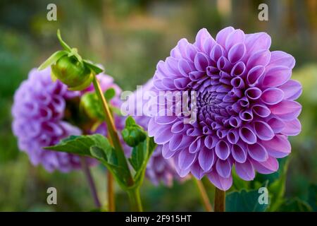 Primo piano di un chiaro fiore di dahlia stile mauve palla. La luce del mattino presto cresce in un giardino Foto Stock