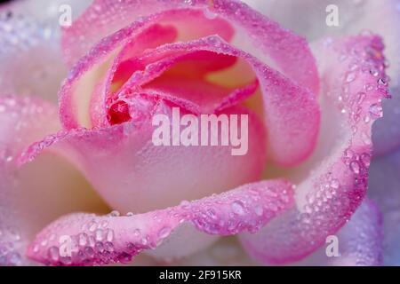 Primo piano di rosa e crema di colore rosa coperto di gocce d'acqua dopo l'appannamento in serra. Foto Stock