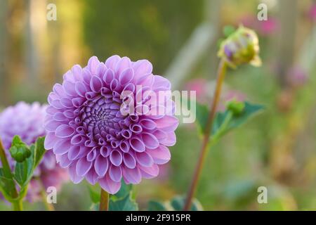 Primo piano di un chiaro fiore di dahlia stile mauve palla. La luce del mattino presto cresce in un giardino. Fioritura ancora in apertura. Foto Stock