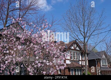 Strada residenziale con case indipendenti a conduzione familiare e magnolia albero che fiorisce in primavera Foto Stock