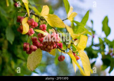 fiori di euonimo su un ramo contro il fogliame Foto Stock