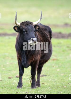 15 aprile 2021, Brandeburgo, Schorfheide/OT Groß Schönebeck: Un bestiame Heck si trova nel prato nel Parco Naturale Schorfheide. Nel parco della riserva della biosfera Schorfheide-Chorin, i visitatori possono vedere lupi, lontre, cervi rossi, cavalli e lince, tra le altre cose, su circa 105 ettari. Il 21.04.2021 il parco giochi festeggia il suo 25° anniversario. Foto: Soeren Stache/dpa-Zentralbild/dpa Foto Stock