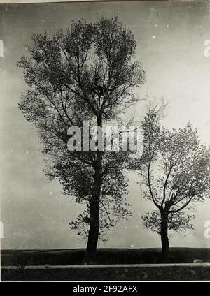 Stand russo di osservazione sull'albero sulla strada a Radzicz, presumibilmente anche visitato con mitragliatrice. . Foto Stock