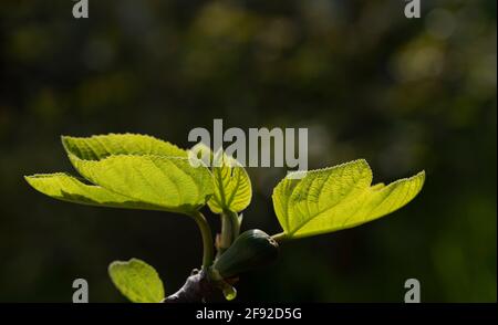 Primo piano in primavera di foglie giovani del fico e di un piccolo fico che si sviluppano appena, su uno sfondo scuro con punti di luce Foto Stock