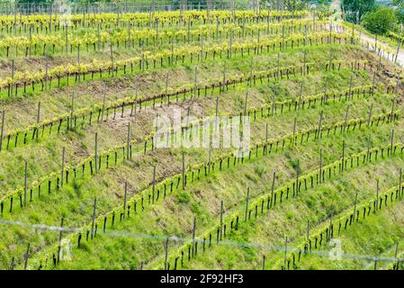 Primavera sulle colline e nei vigneti. Friuli Foto Stock