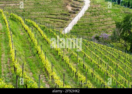 Primavera sulle colline e nei vigneti. Friuli Foto Stock