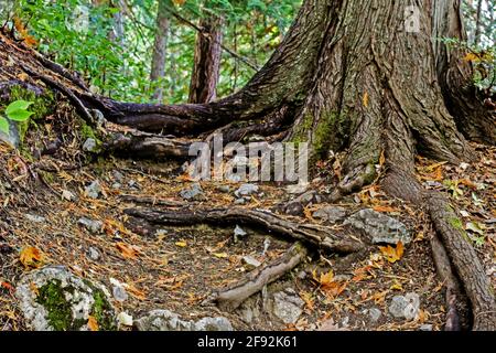 Radici sotto un percorso nella foresta Foto Stock