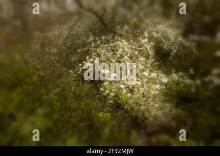 Semi-astratto intimo pianta ritratto di fioritura Hawthorne Bush in primavera, Kent, Inghilterra Foto Stock