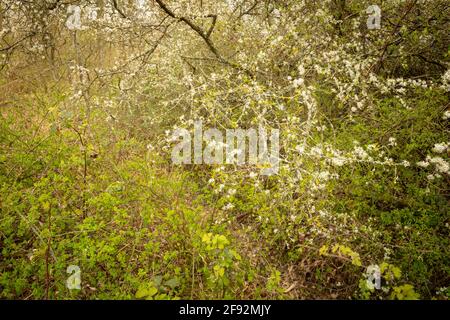 Semi-astratto intimo pianta ritratto di fioritura Hawthorne Bush in primavera, Kent, Inghilterra Foto Stock