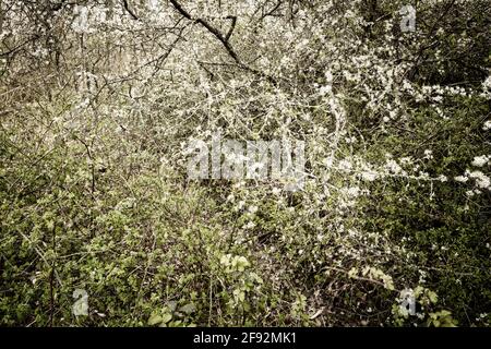 Semi-astratto intimo pianta ritratto di fioritura Hawthorne Bush in primavera, Kent, Inghilterra Foto Stock