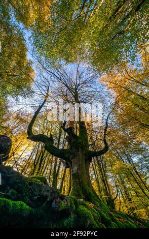 Foresta Otzarreta in Gorbea Parco Naturale. Bizkaia, Paesi Baschi Foto Stock