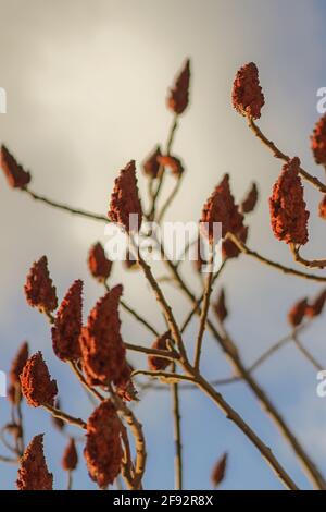 Sumac albero di sera Foto Stock