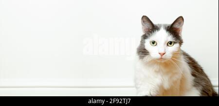 Ritratto di un simpatico gatto domestico sullo sfondo della bandiera di una parete bianca vuota. Lo sguardo e gli occhi di un gatto grazioso. Foto di alta qualità Foto Stock