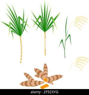 Festival di raccolta indù di Pongal in India e Sri Lanka. Il concetto dell'evento. Piante canna da zucchero, curcuma, riso Illustrazione Vettoriale
