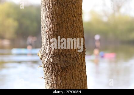 Colpo di primo piano di una struttura di tronco di albero nel sfocato sfondo dell'acqua Foto Stock
