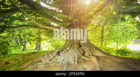 Alberi centenari con ampio bagagliaio e grosse radici al di sopra del terreno Foto Stock