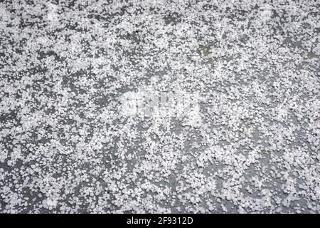 Pietre di grandine sul terreno dopo una doccia di verricello Foto Stock