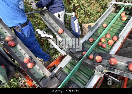 Apple Harvesting - i lavoratori di una macchina moderna raccolgono mele nella piantagione Foto Stock