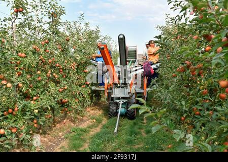 assistente di raccolta su una macchina per la raccolta automatica di mature mele fresche su una piantagione Foto Stock