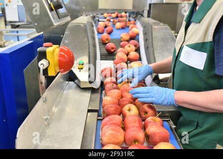 industria alimentare: linea di assemblaggio con mele e lavoratori Foto Stock