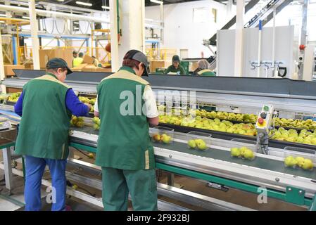 lavoratori in una fabbrica alimentare imballaggio pere per la rivendita in supermercati Foto Stock