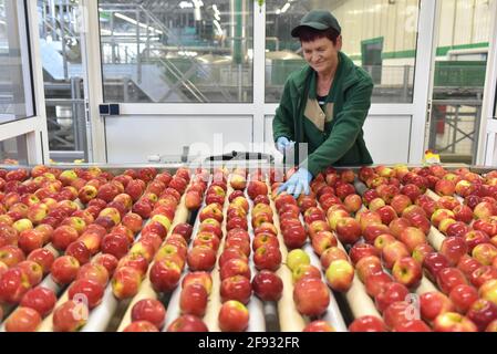 industria alimentare: linea di assemblaggio con mele e lavoratori Foto Stock