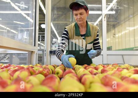 industria alimentare: linea di assemblaggio con mele e lavoratori Foto Stock
