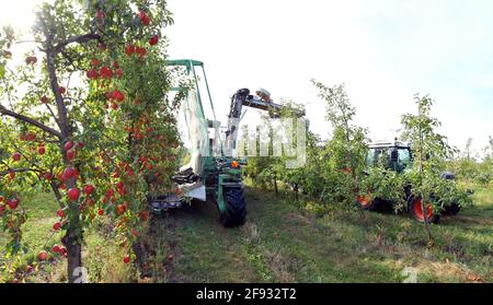 moderna raccolta di mele con una macchina da raccolta su una piantagione con alberi da frutto Foto Stock