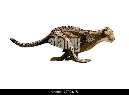 Ghepardo da una spruzzata di acquerello, disegno colorato, realistico. Illustrazione vettoriale delle vernici Illustrazione Vettoriale