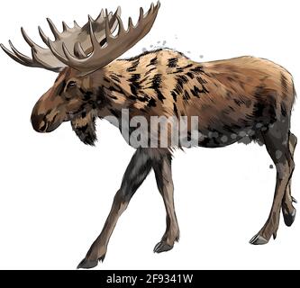 Moose da una spruzzata di acquerello, disegno colorato, realistico. Illustrazione vettoriale delle vernici Illustrazione Vettoriale