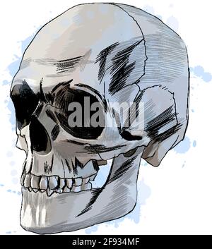 Cranio umano da una spruzzata di acquerello, disegno colorato, realistico. Illustrazione vettoriale delle vernici Illustrazione Vettoriale