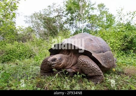 La tartaruga più grande del mondo. Galapagos tartaruga gigante, Chelonoidis niger. Isole Galapagos. Isola di Isabela. (Foto CTK/Ondrej Zaruba) Foto Stock