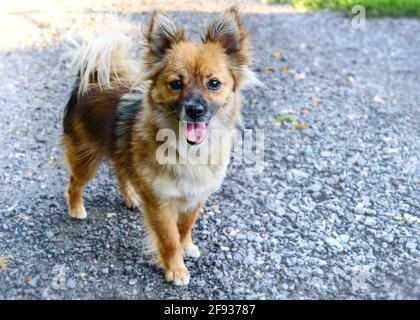 Adorabile cane adulto sano e felice sul passerella in una soleggiata giornata estiva. Spazio di copia Foto Stock