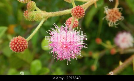 Primo piano di un fiore rosa di mimosa pudica con rosso gemme Foto Stock