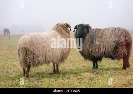 Due pecore nella nebbia. Guardano alla fotocamera, ai dettagli. Alimentazione di pecora su erba di primavera. Cerca cibo. Agricoltura e allevamento tradizionale esteso Foto Stock